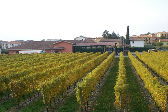 lenotti-weine-galerie-weinhandel-ebner-005.jpg