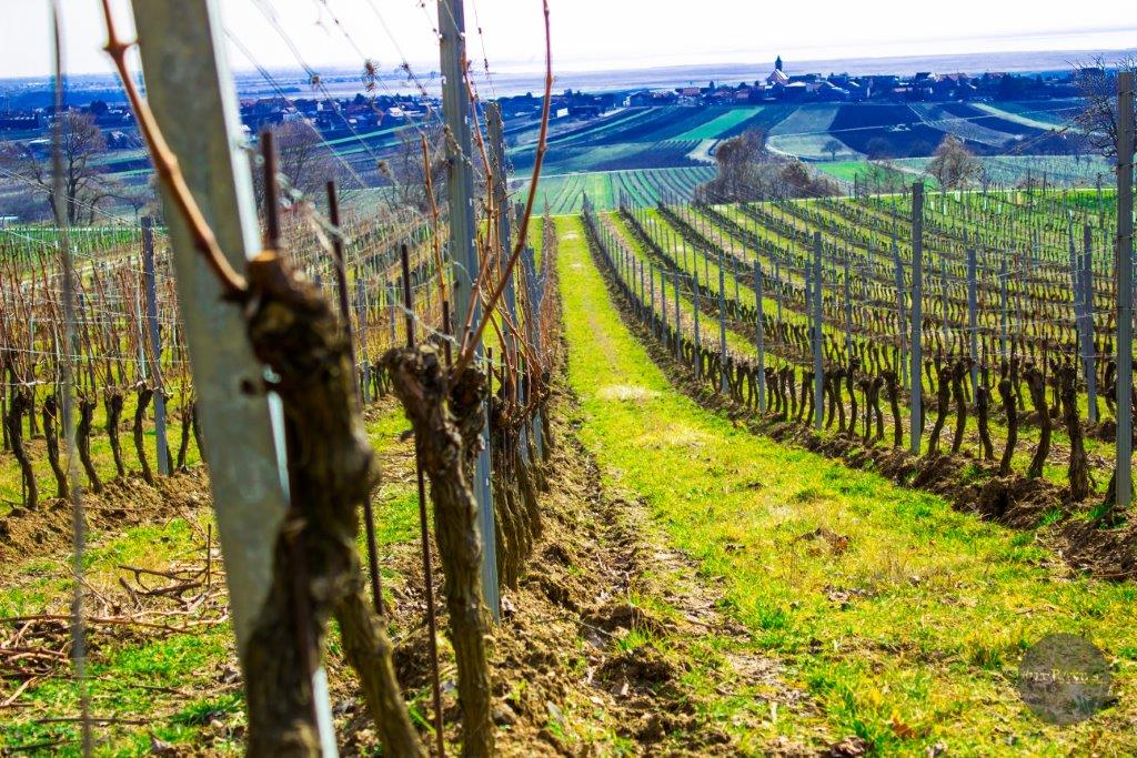 weingut-kiss-weinhandel-ebner-details-weingut.jpg